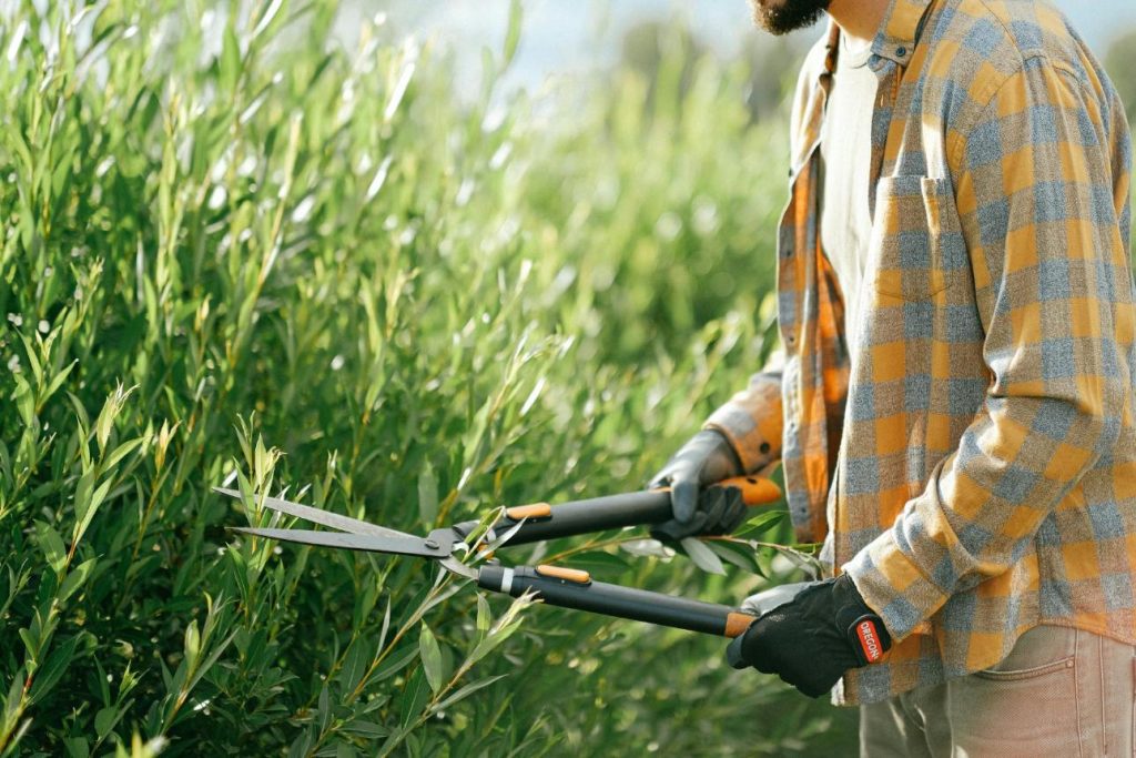 Gros plan d'un jardinier en chemise à carreaux taillant des buissons verts avec des cisailles à l'extérieur par une journée ensoleillée.